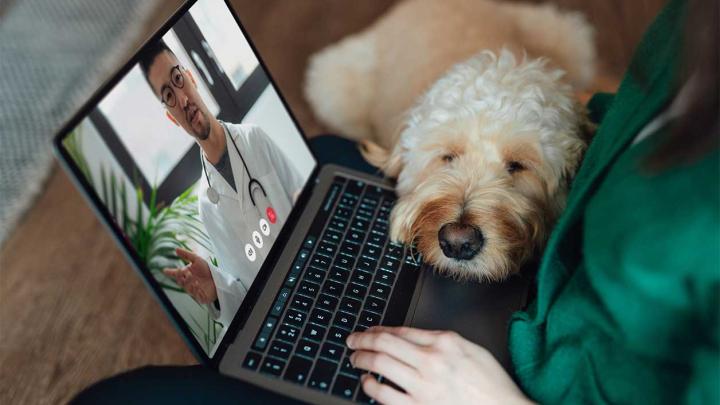 a person uses a laptop for a virtual doctor's appointment while a dog rests its head in their lap